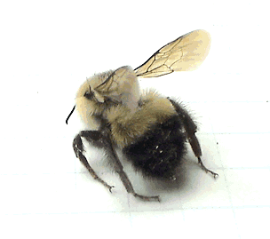 bees