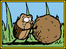 Meatball Beetle