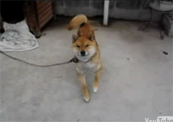 http://omgif.gosedesign.net/wp-content/dog.gif