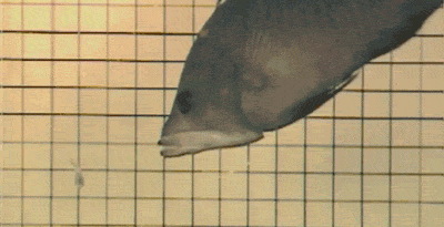 fish-lips