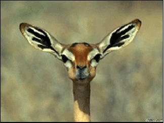 gazelle