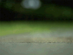 hoverdog