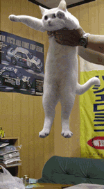 longcat