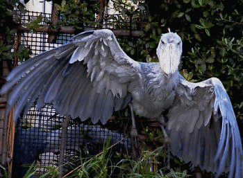 stork1