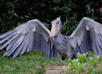 stork2